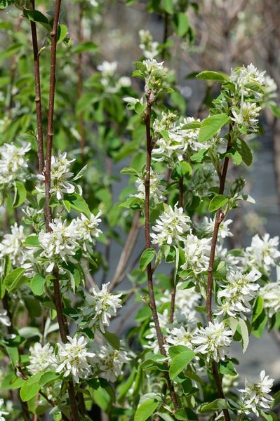Amelanchier alnifolia 'Obelisk', Felsenbirne, 100–125 cm