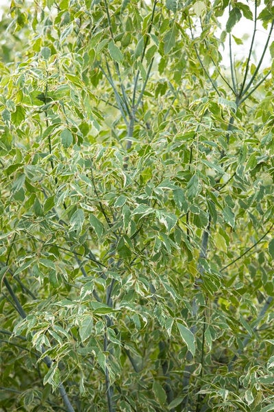 Baum mit grün-weiß panaschiertem Laub
