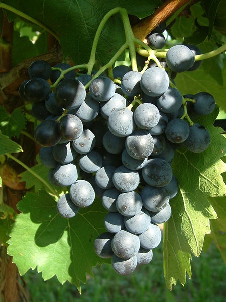Eine Traube von dunklen Weinbeeren an einem Weinstock mit grünen Blättern.