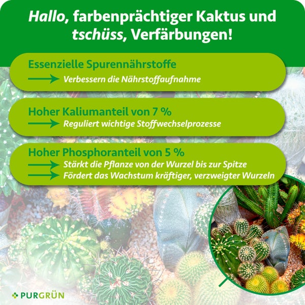 Infografik für Kakteendünger mit Vorteilen: Essenzielle Spurennährstoffe, 7 Prozent Kalium und 5 Prozent Phosphor. Purgrün Logo.