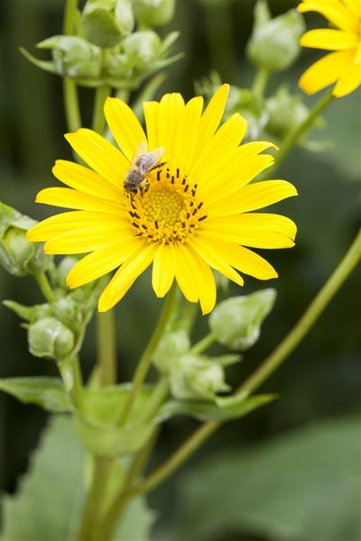 Silphium perfoliatum, Becherpflanze, ca. 9x9 cm Topf