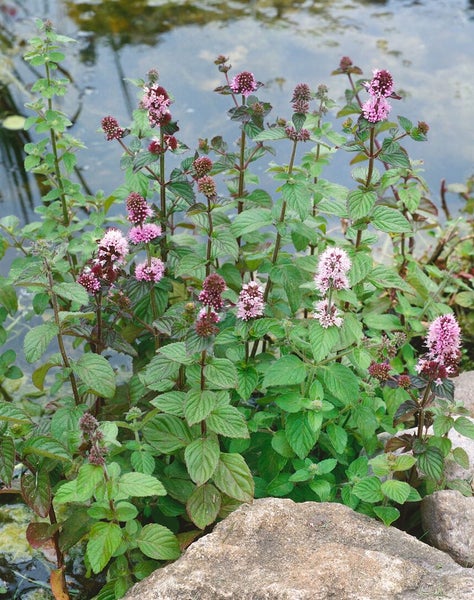 Mentha aquatica, Wasserminze, ca. 9x9 cm Topf, aromatisch