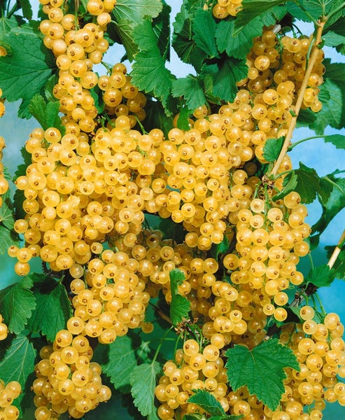 Ribes aureum, Gold-Johannisbeere, 60–100 cm
