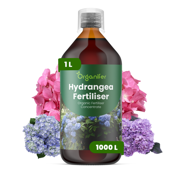 Organifer Hortensiendünger, organisches Düngerkonzentrat, 1 Liter Flasche mit Messkappe, mit Hortensienblüten.