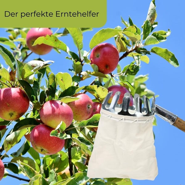 Apfelernte mit einem Obstpflücker am Apfelbaum