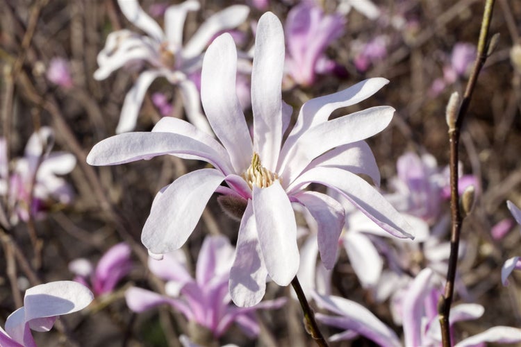 Nahaufnahme einer Sternmagnolie mit weißen Blütenblättern