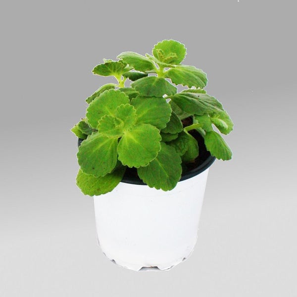 Coleus canin - Verpiss-Dich - Pflanze - 3 Pflanzen