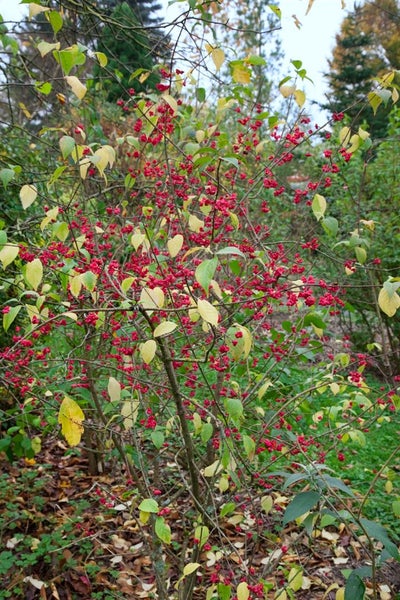 Euonymus europaeus, Pfaffenhütchen, 60–100 cm