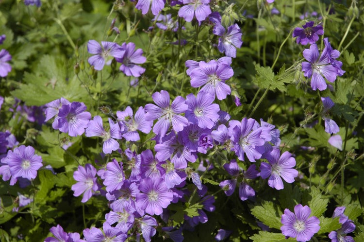 Geranium gracile 'Sirak', Storchschnabel, rosa, ca. 9x9 cm Topf
