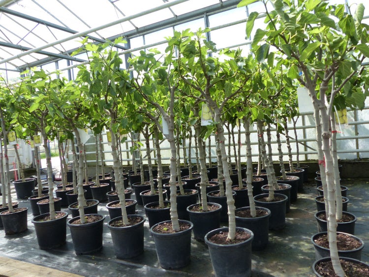 Feigenbaum 160-180 cm Obstbaum winterhart kräftiger Stamm, Ficus Carica, Feige, Obst