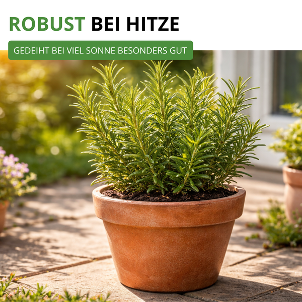 Rosmarinpflanze im Tontopf an einem sonnigen Standort im Freien. Text: Robust bei Hitze, gedeiht bei viel Sonne besonders gut.