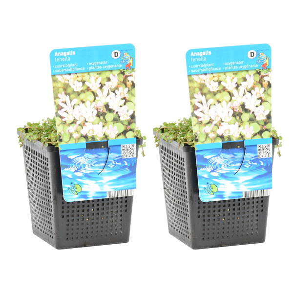 Wasserpflanze Anagalis tenella im schwarzen Gittertopf mit Etikett, Sauerstoffpflanze für den Gartenteich.