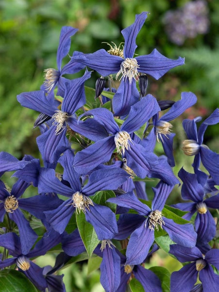 Clematis integrifolia 'Durandii', Stauden-Waldrebe, blau, 60–100 cm