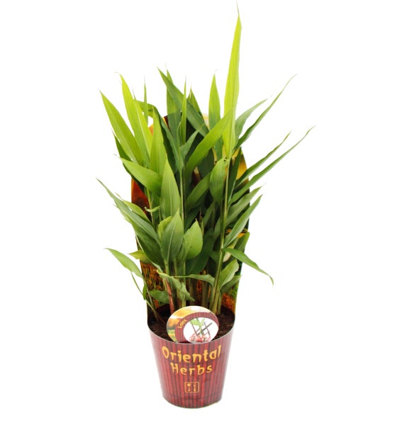 Blühender Strauch mit grünen Blättern und zarten Blüten