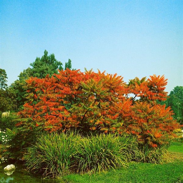 Sumachbaum im Garten mit üppigem Grün und auffälligen Blattfarben