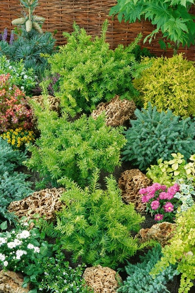 Taxus baccata 'Summergold', Eibe, goldgelb, 25–30 cm