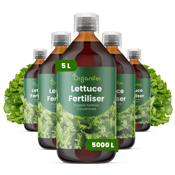 Organifer Bio-Salatdünger Konzentrat, fünf 5 Liter Flaschen, ergibt bis zu 5000 Liter Gießwasser.