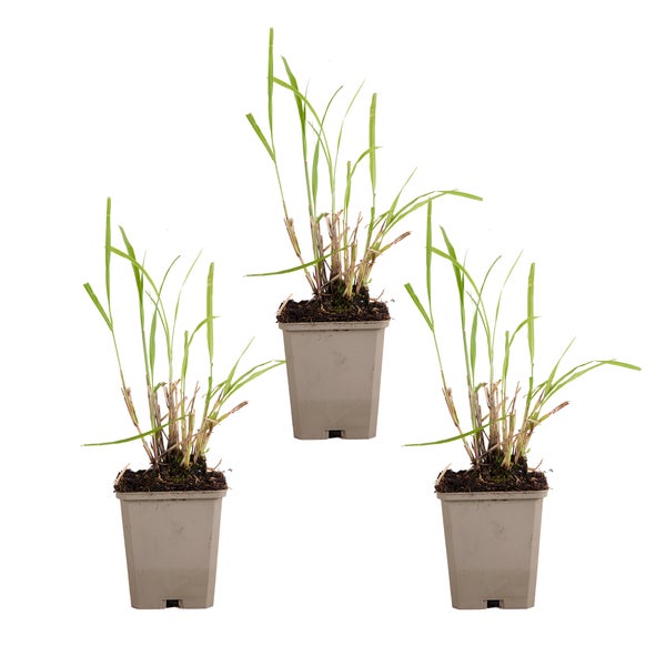 Bloomique - 3er Set - Miscanthus Sinensis - Blühendes Schilf - Ziergras - Gartenpflanzen - Winterhart - Höhe 10-20 cm - Topf 9x9 cm