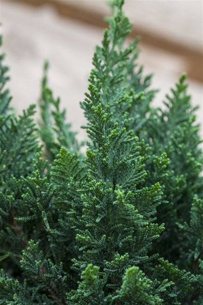 Chamaecyparis lawsoniana 'Little Spire', Scheinzypresse, 20–25 cm