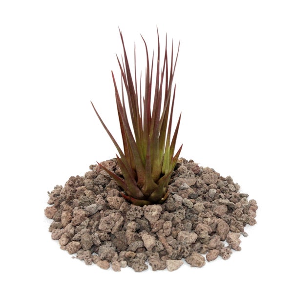 Drei Stück Drahtbürsten für Bohrmaschine