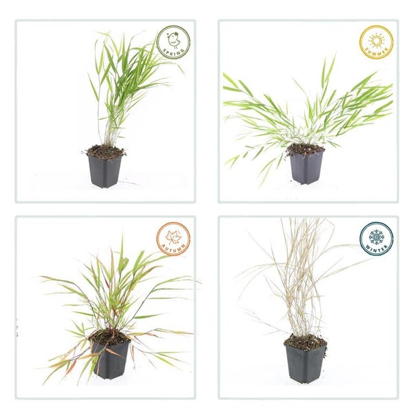 Ziergras - Japanisches Waldgras - Hakonechloa macra - 9cm Topf - Set mit 40 Pflanzen