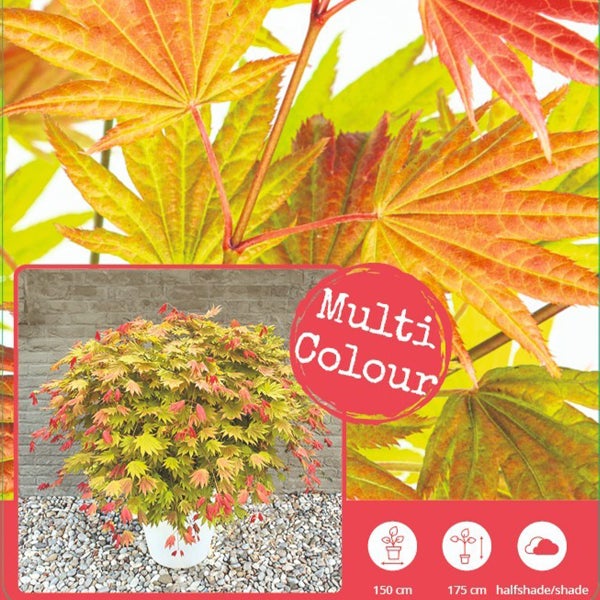Bloomique - 2er Set - Acer Shirasawanum Moonrise - Fächerahorn auf Stamm - Gartenpflanzen - Baum - winterhart - 80-100cm hoch - Topf 19cm