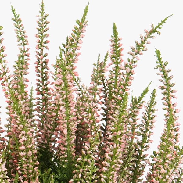 Heidekraut im Kunststofftopf mit rosa Blüten und grünen Blättern.