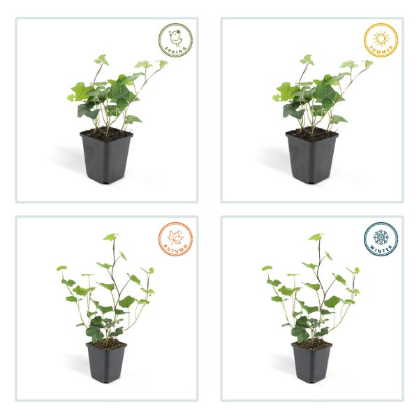 Bodendecker - Irischer Efeu - Hedera hibernica - 9cm Topf - Set mit 12 Pflanzen