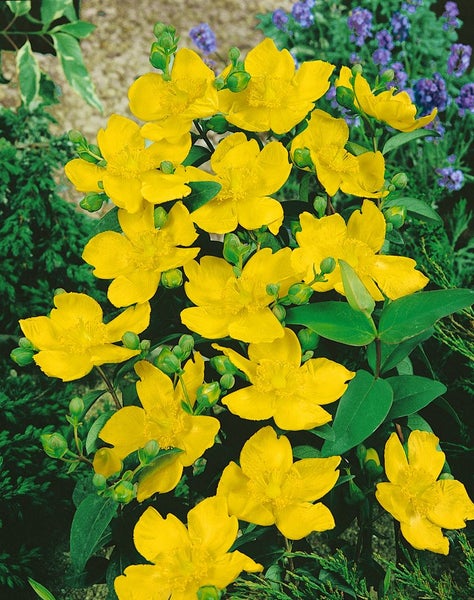 Hypericum 'Hidcote', Johanniskraut, leuchtend gelb, 40–60 cm