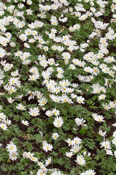 Anemone blanda 'White Splendour', Balkan-Windröschen, weiß, ca. 9x9 cm Topf
