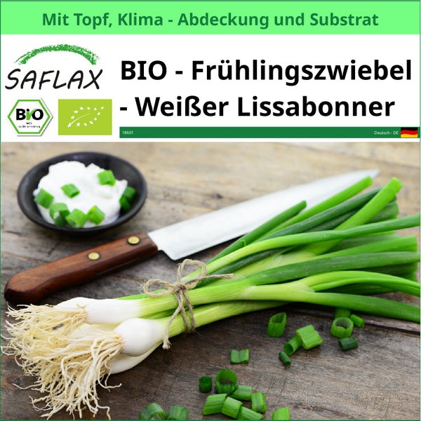 SAFLAX Garden to go - BIO - Frühlingszwiebel - Weißer Lissabonner - Allium cepa - 150 Samen - Mit Topf, Klima - Deckel und Anzuchtsubstrat