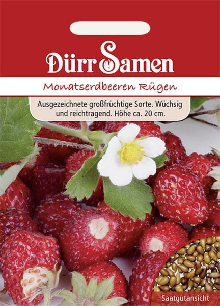 Samentüte Dürr Samen Monatserdbeeren Rügen mit Abbildung von reifen Erdbeeren, einer Blüte und einer Nahaufnahme der Samen.