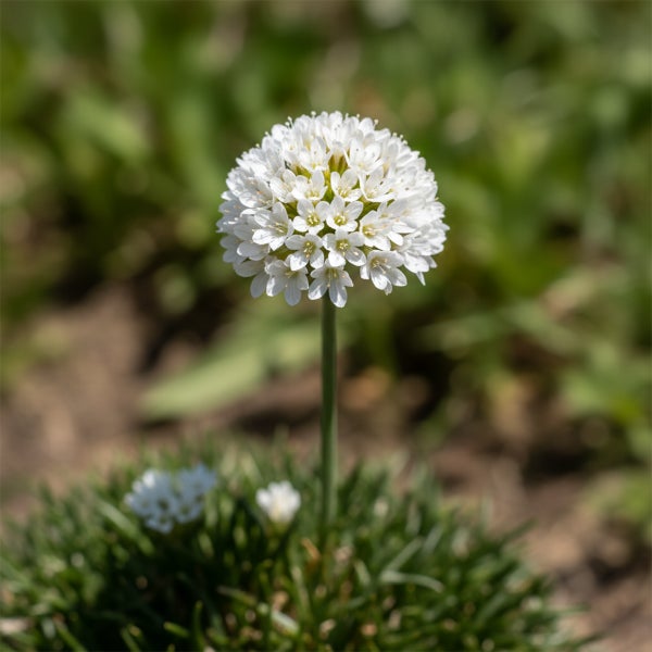 Grasnelke Armeria maritima Alba mit kugelförmigem weißem Blütenstand auf einem grünen Stängel.