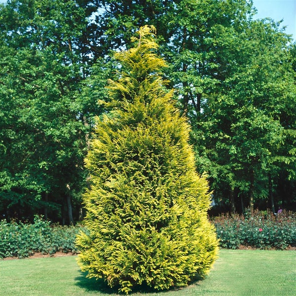 Chamaecyparis lawsoniana 'Stewartii', Gelbe Scheinzypresse, 50–60 cm