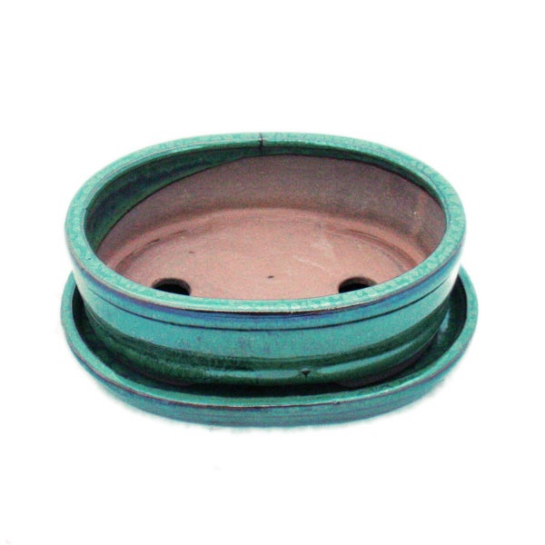 Karibischer Korallenstrauch Pflanzenpass