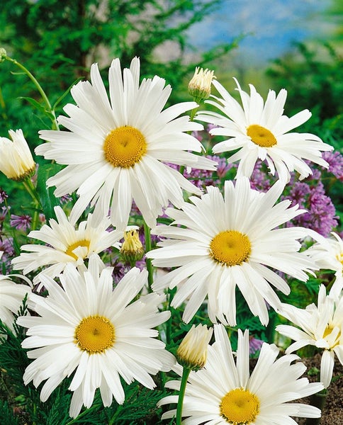 Leucanthemum x superbum 'Silberprinzesschen', Margerite, weiß, ca. 9x9 cm Topf