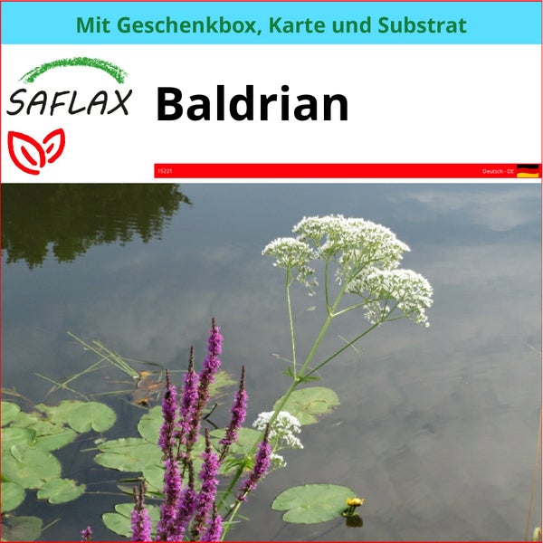 SAFLAX Geschenk Set - Baldrian - Valeriana officinalis - 200 Samen - Mit Geschenkbox, Versandaufkleber, Geschenkkarte und Anzuchtsubstrat