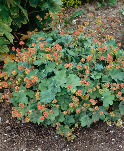 Alchemilla erythropoda, Frauenmantel, kompakt, ca. 9x9 cm Topf