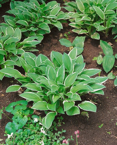 Funkienszene im Gartenbeet