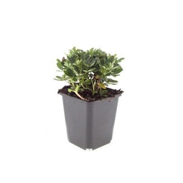 Bodendecker - Teppich-Fingerkraut - Potentilla tridentata 'Nuuk' - 9cm Topf - Set mit 40 Pflanzen