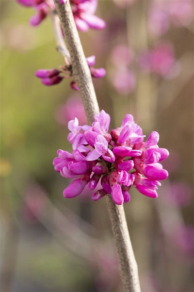 Cercis chinensis 'Avondale', Judasbaum, purpurrosa, 40–60 cm