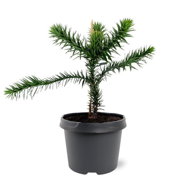 Araucaria araucana, Andentanne in einem Kunststofftopf.