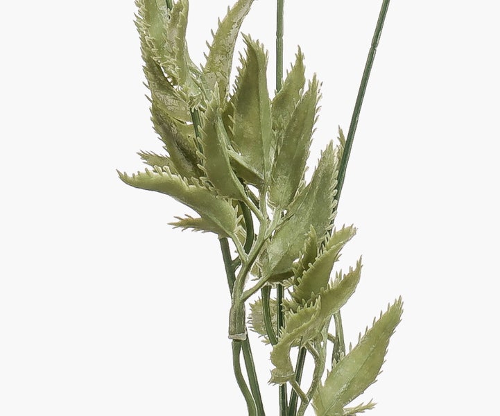 Grüner Japanischer Ahorn mit schlanken dunklen Zweigen und mehrfach gelappten Blättern.