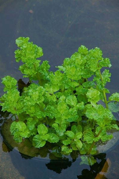 Mentha aquatica, Wasserminze, ca. 9x9 cm Topf, aromatisch