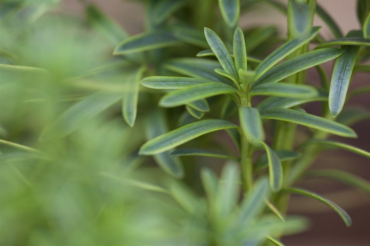 Taxus baccata 'David', Eibe, immergrün, 25–30 cm