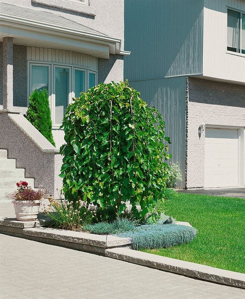 Hängemaulbeere als kleiner Zierbaum in einem Vorgarten mit Pflastersteinen und Hausfassade im Hintergrund