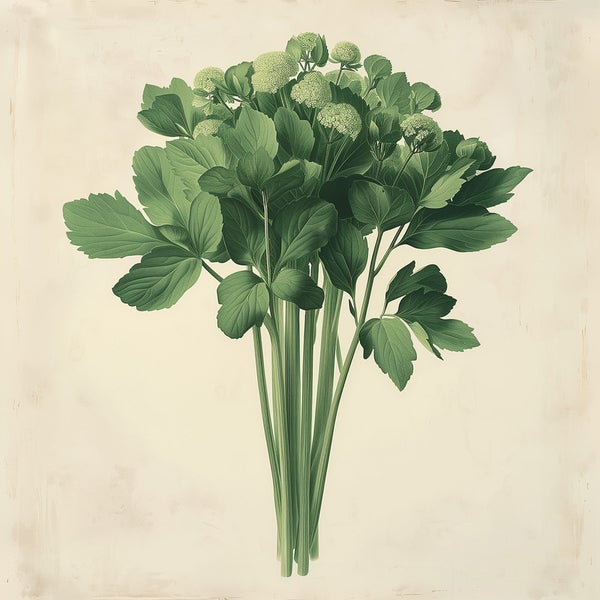 Nahaufnahme einer botanischen Illustration von Zellerieblättern und Blütenständen