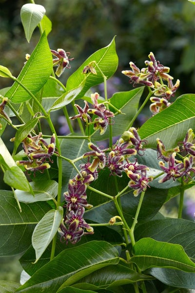 Periploca graeca, Seidenpflanze, 60–100 cm