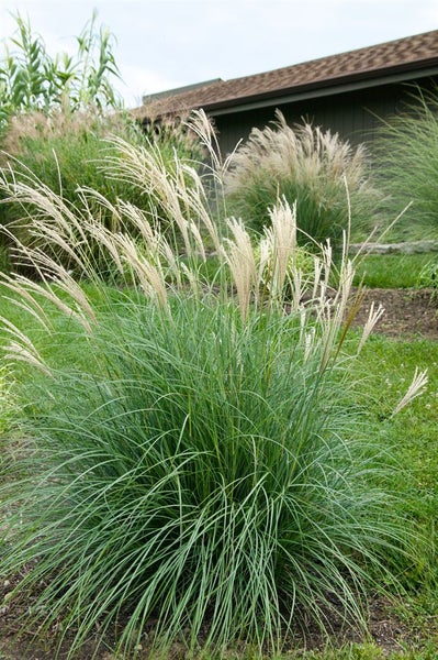 Miscanthus sinensis 'Adagio', Chinaschilf, kompakt, 3-5 Liter Container
