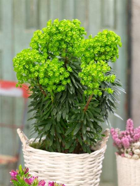 Euphorbia characias char.'Red Wing', Wolfsmilch, rot, ca. 9x9 cm Topf